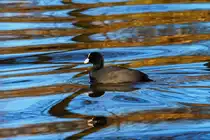 Bl�sshuhn auf dem Tollensesee. - 04.03.2013