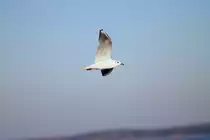 Vorbeiflug einer M�we am Strand. - 05.03.2013