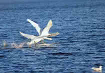 Zwei Schw�ne im Kampf gegen die Schwerkraft und Meiner gegen die �berbelichtung. - 05.03.2013
