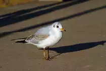 Eine M�we auf einem Bootsanleger des Tollensesees. - 04.03.2013