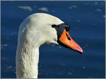 Portr�taufnahme
( 17.02.2013) 