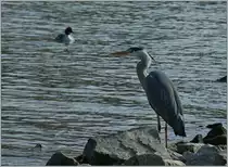 Aufmerksam beobachtet dieser Fischreiher seine Umgebung.
(25.02.2013)