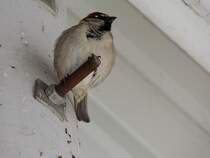 Rtelsperling(Passer rutilans) hat unter einem Flugdach eine Sitzgelegenheit gefunden; 130306