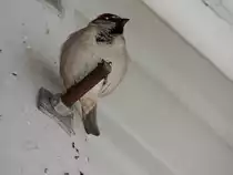 Rötelsperling(Passer rutilans) hat unter einem Flugdach eine Sitzgelegenheit gefunden; 130306