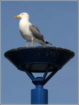 Mittelmeermwe. Port d'Andratx (Mallorca).
25.02.2013