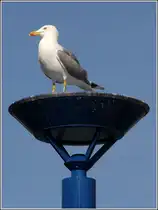 Mittelmeerm�we. Port d'Andratx (Mallorca).
25.02.2013