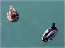 Stockenten im Hafen von Port d'Andratx (Mallorca).
25.02.2013