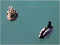 Stockenten im Hafen von Port d'Andratx (Mallorca).
25.02.2013