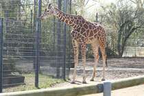 Netzgiraffe (Giraffa c. reticulata)