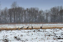 Der Kranich als Frhlingsbote hat den Winter wieder in den Norden gebracht. - 11.03.2013
