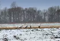 Der Kranich als Fr�hlingsbote hat den Winter wieder in den Norden gebracht. - 11.03.2013