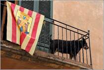 Aufmerksamer Balkonhund in Alcdia (Mallorca). 21.02.2013