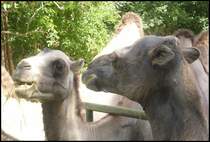 Kamel in Erfurt

