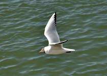 Lachwwe ber dem Rhein in Bonn-Beuel - 04.03.2013