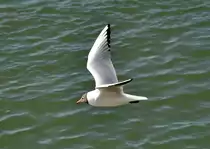 Lachw�we �ber dem Rhein in Bonn-Beuel - 04.03.2013