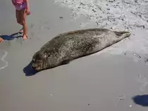 Seehund am Badestrand von Graal-M�ritz im Sommer 2008