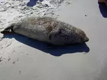 Seehund am Badestrand von Graal-M�ritz im Sommer 2008