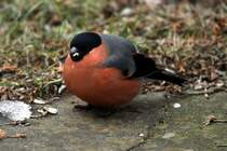 Ein Gimpel auf unserer Terrasse; 17.03.2013
