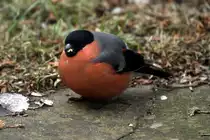 Ein Gimpel auf unserer Terrasse; 17.03.2013