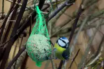 Eine Blaummeise am Meisenball; 17.03.2013