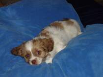 unser kleiner Familienzuwachs, Pekinesenmischling, Lenny 8 wochen alt am 12.2011