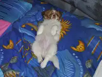 Lenny beim Faul sein. Aufgenommen im Dezember 2011