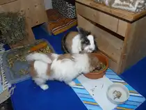 Lenny und die erste begegnung mit Kaninchen Kr�mmel. Aufgenommen im Dezember 2011.