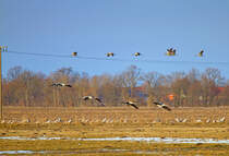 Kraniche im Anflug. - 16.03.2013