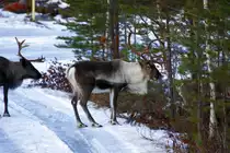 Ein Rentier in H�rjedalen/Schweden; 12.11.2012