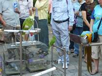 Verschiedene Papageien auf dem Bird Market (Vogelmarkt) in Hong Kong. 2007