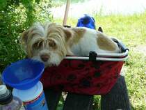 Lenny im Korb am badesee,aufgenommen nhe Berglern am 16.6.2012