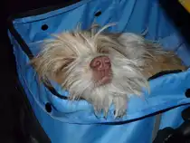 Lenny in seinem Hundewagen beim Schlafen am 26.5.2012 