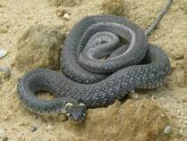 Ringelnatter im Sand, Foto wurde am 21.6.2011 im Kieswerk Berglern gemacht