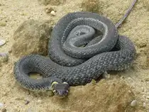 Ringelnatter im Sand, Foto wurde am 21.6.2011 im Kieswerk Berglern gemacht