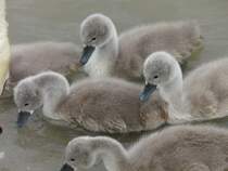 Junge Schwne ganz nah am 6.6.2008 Kieswerk Berglern