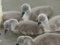 Junge Schw�ne ganz nah am 6.6.2008 Kieswerk Berglern