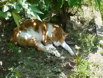 Schlummerndes K�tzchen auf einer Hongkonger Insel. 2007