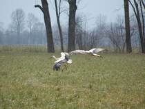 Zwei Strche im Landeanflug.
(Wartberg an der Krems, 23.03.2013)