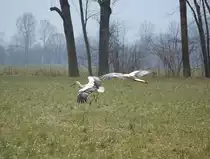 Zwei St�rche im Landeanflug.
(Wartberg an der Krems, 23.03.2013)