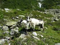 Hier zu sehen sind 2 Bergziegen im Zillergrndl. Fotografiert whrend eines Urlaubs am 07.08.2012.
