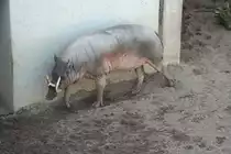 Ein m�nnlicher Hirscheber (Babyrousa babyrussa) durchstreift sein Revier. Wilhelma 30.3.2008.