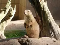 Hier zu sehen ist ein Pr�riehund im N�rnberger Tiergarten. Foto vom 01.10.2011.