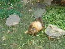 Hier ein Meerschweinchen (Rosette). Gesehen im Tierpark N�rnberg, 01.10.11.