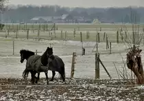 Ponys auf einer Weide am Niederrhein. Die Pferdchen sind gegen den eisigen Wind mit Decken gesch�tzt.23.3.2013