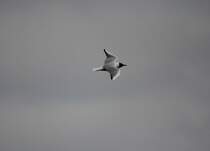 Mwe bei Staffelstein am 25.03.2013.