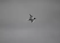 M�we bei Staffelstein am 25.03.2013.