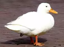 Diese wei�e Ente, eine Mischung aus Hausente und Stockente, entdeckte ich im M�rz 2013.