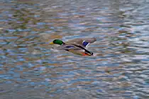 Stockenten Erpel im Vorbeiflug. - 22.03.2013