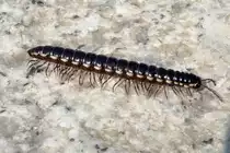 Dieser chinesische Hundertf��er lief mir in Shouguang �ber den Weg, 16.10.11