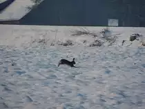 Feldhase bzw. Osterhase 2013 hoppelt auf einem Schneebedecktem Feld entlang der Hausruckbahn; 130401